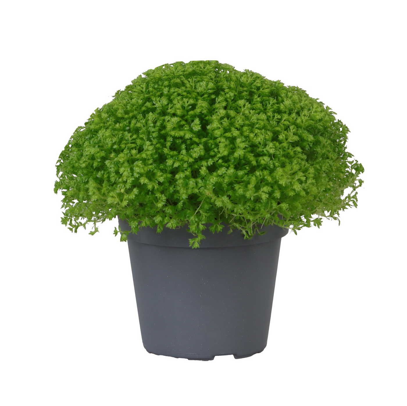 Planta naturala H9cm Selaginella apoda PS6/ in pamant