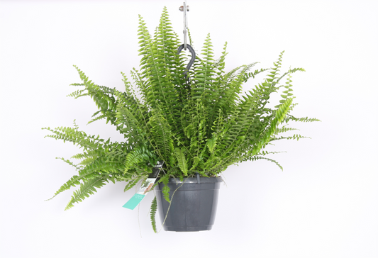 Planta naturala Hang H40cm Nephrolepis exaltata 'Green Lady' PS17/ in pamant
