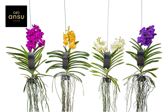 Planta naturala Hang H40cm Vanda hybriden PS13/ in pamant