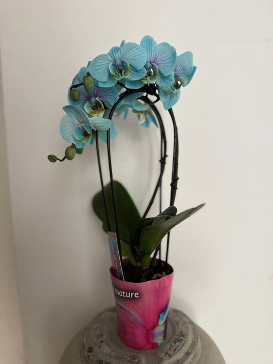 Planta naturala Hang H45cm Phalaenopsis cascade minimal 1 etaj PS9/7cm