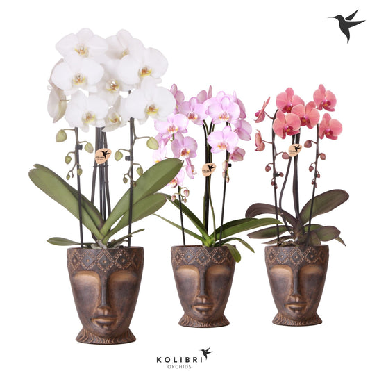 Planta naturala Hang H50cm Phalaenopsis El. cascade Kolibri Niagara Fall cu 2 tulpini in ghiveci din lemn PS12/9cm
