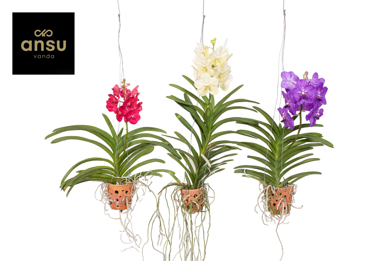 Planta naturala Hang H50cm Vanda Terracotta mix PS14/ in pamant