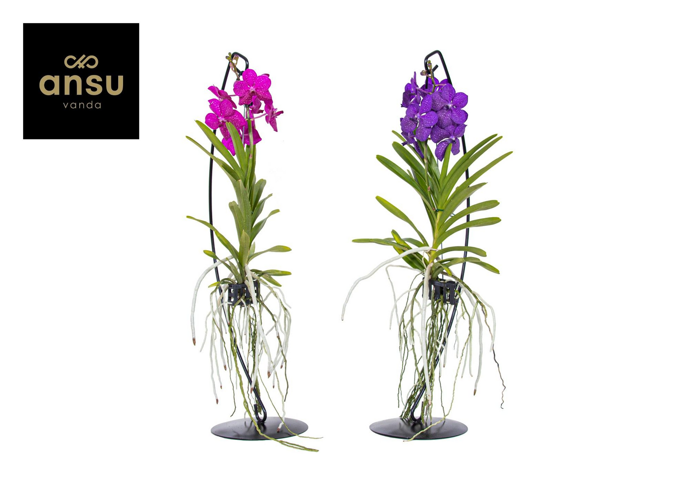 Planta naturala Hang H70cm Vanda hybriden PS15/ in pamant