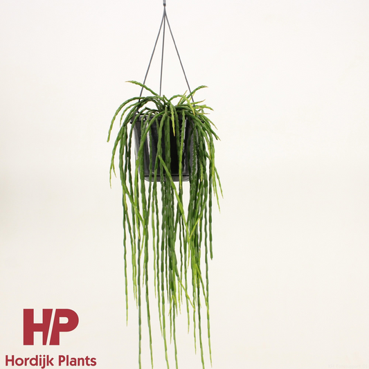 Planta naturala Hanger D25xH45cm Rhipsalis paradoxa PS15/12cm in pamant
