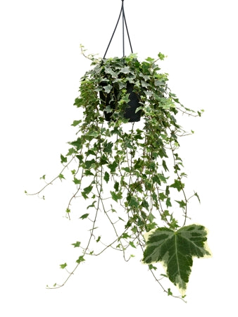 Planta naturala Hedera hel. 'Eva' H50 cm PS19 cm in pamant