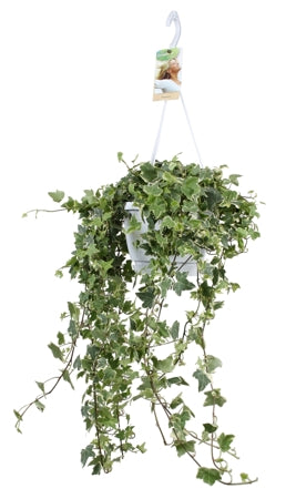 Planta naturala Hedera hel. 'Eva' H80 cm PS17 cm in pamant
