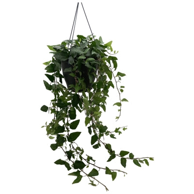 Planta naturala Hedera hel. H50 cm PS19 cm in pamant