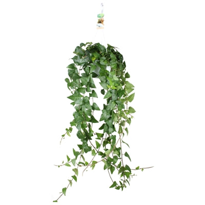Planta naturala Hedera hel. 'Mein Herz' H120 cm PS17 cm in pamant