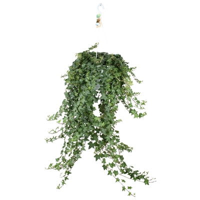 Planta naturala Hedera hel. 'Pittsburgh' H100 cm PS24 cm in pamant