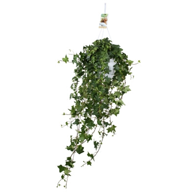Planta naturala Hedera hel. 'Pittsburgh' H70 cm PS17 cm in pamant