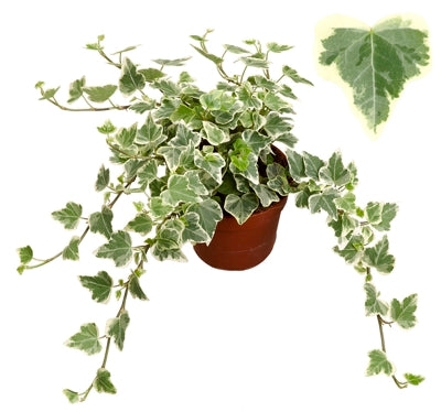 Planta naturala Hedera hel. 'White Wonder' H10 cm PS8.5 cm in pamant