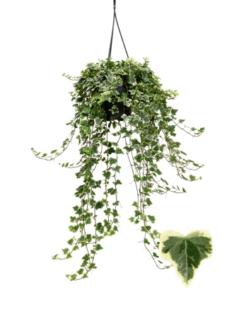 Planta naturala Hedera hel. 'White Wonder' H40 cm PS19 cm in pamant