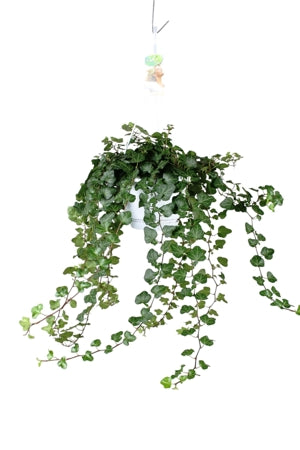 Planta naturala Hedera hel. 'Wonder' H80 cm PS17 cm in pamant
