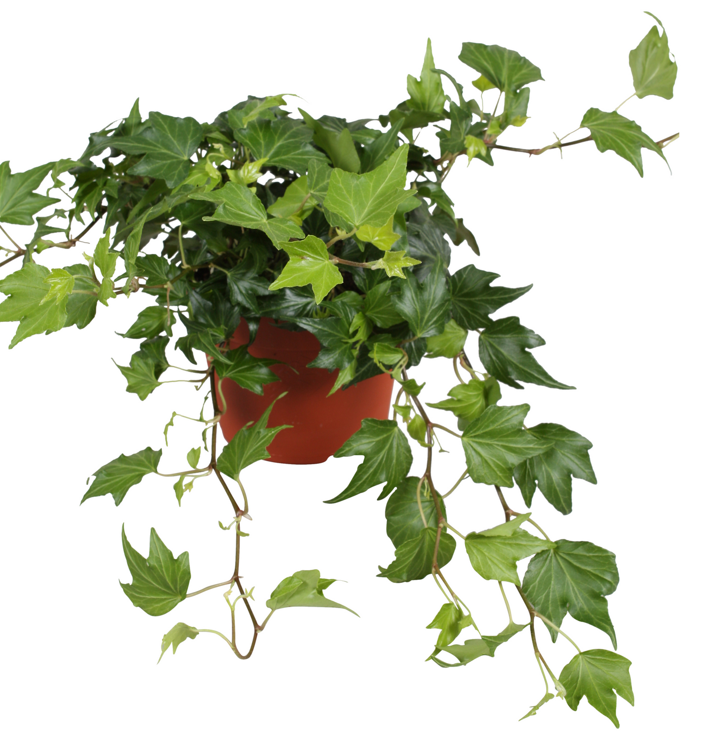 Planta naturala Hedera helix 'Green Ripple' PS13/ in pamant