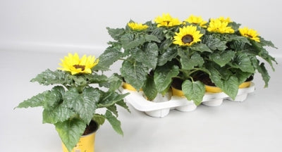 Planta naturala Helianthus ann. 'Sunsation' H35 cm PS13 cm in pamant
