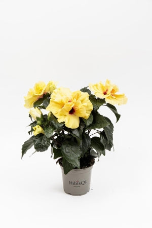 Planta naturala Hibiscus rosa-sin. H33 cm PS12 cm in pamant