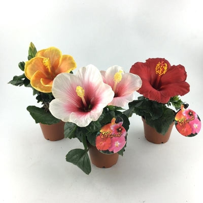 Planta naturala Hibiscus rosa-sin. mixed H15 cm PS6 cm in pamant