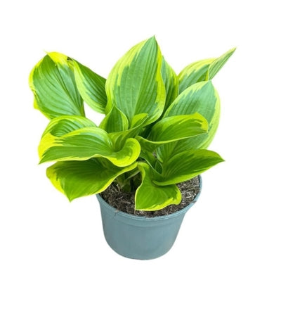 Planta naturala Hosta H20 cm PS19 cm in pamant