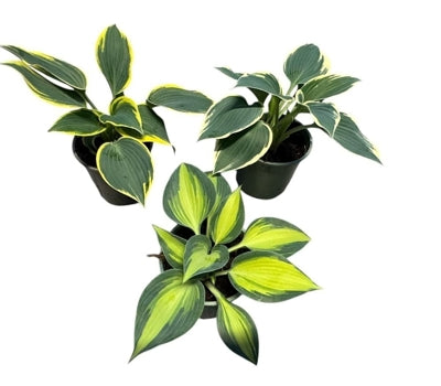 Planta naturala Hosta H25 cm PS13 cm in pamant