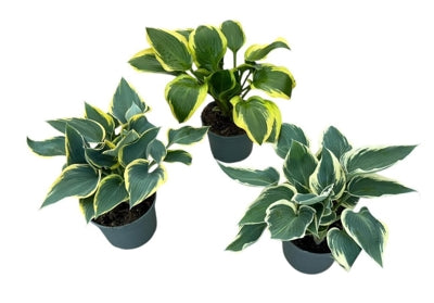 Planta naturala Hosta H35 cm PS19 cm in pamant