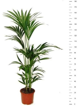 Planta naturala Howea forsteriana H160 cm PS24 cm in pamant