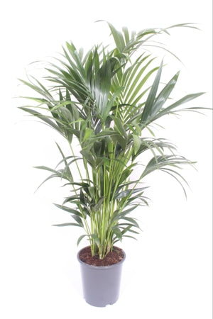 Planta naturala Howea forsteriana H200 cm PS27 cm in pamant