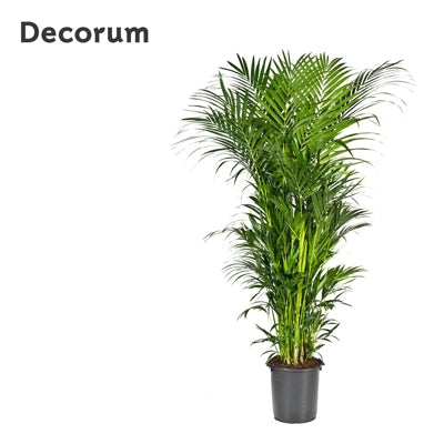 Planta naturala Howea forsteriana H250 cm PS40 cm in pamant