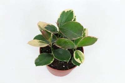 Planta naturala Hoya australis H10 cm PS12 cm in pamant