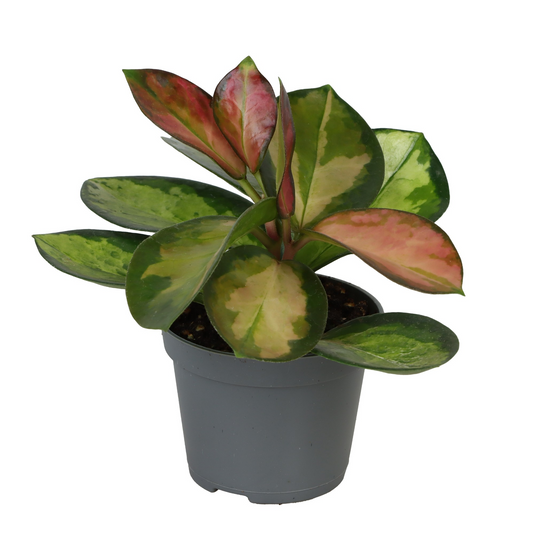 Planta naturala Hoya Australis Tricolor PS6/ in pamant