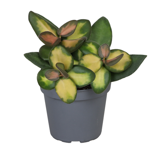 Planta naturala Hoya Burtoniae Variegated PS6/ in pamant