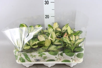 Planta naturala Hoya carnosa 'Tricolor' H25 cm PS12 cm in pamant