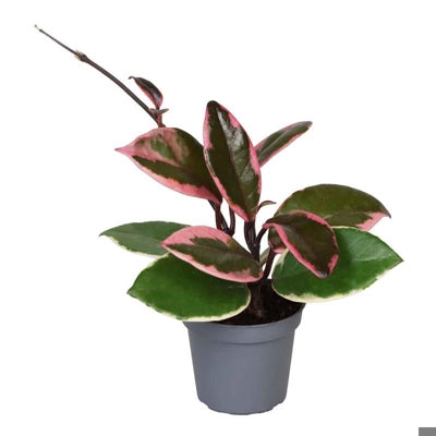 Planta naturala Hoya carnosa 'Tricolor' H5 cm PS6 cm in pamant