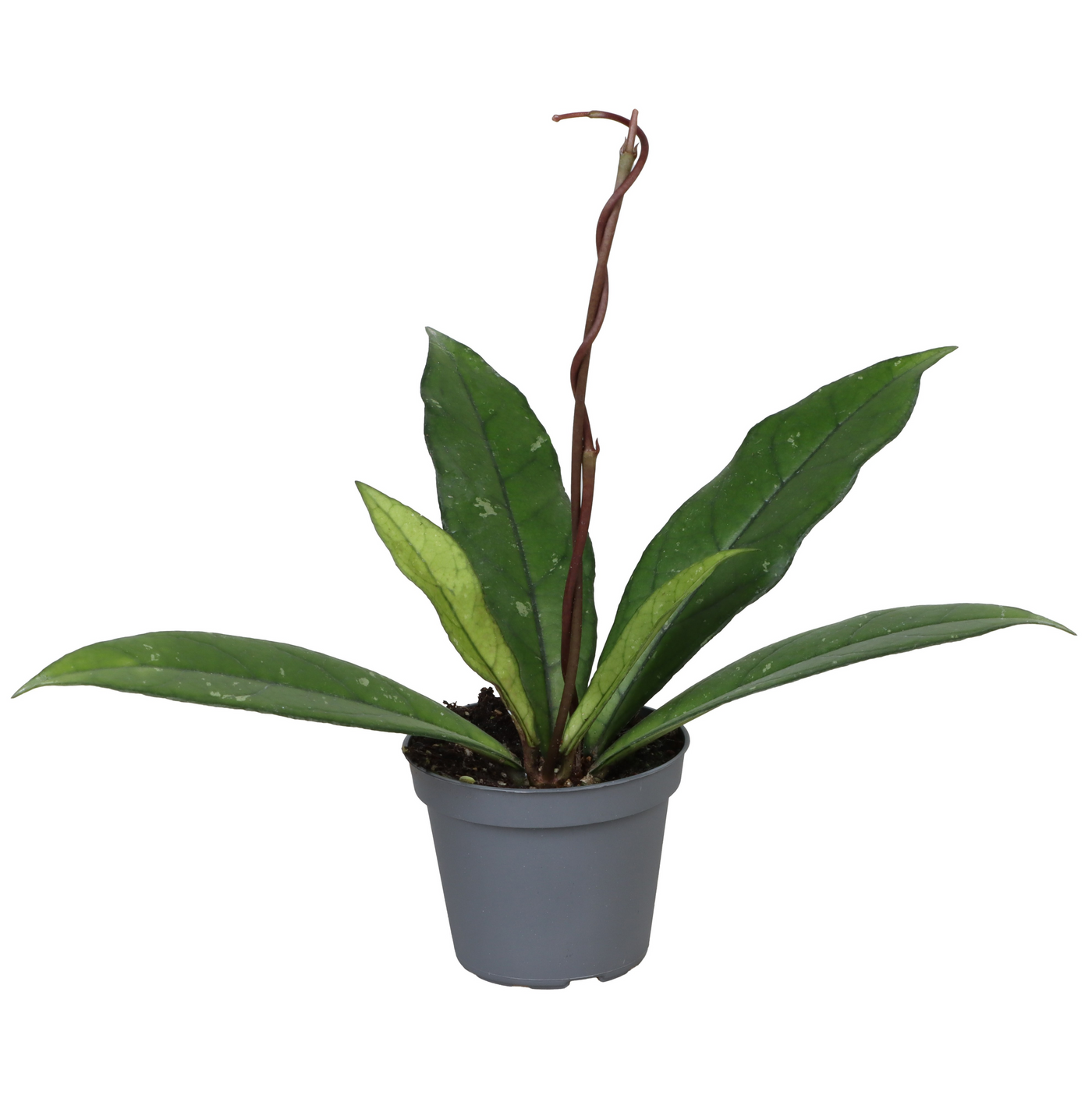 Planta naturala Hoya Crassipetiolata PS6/ in pamant