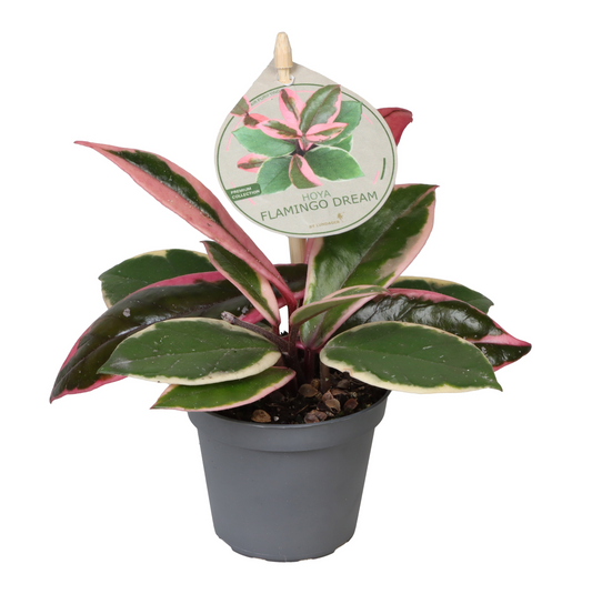Planta naturala Hoya Flamingo Dream PS6/ in pamant