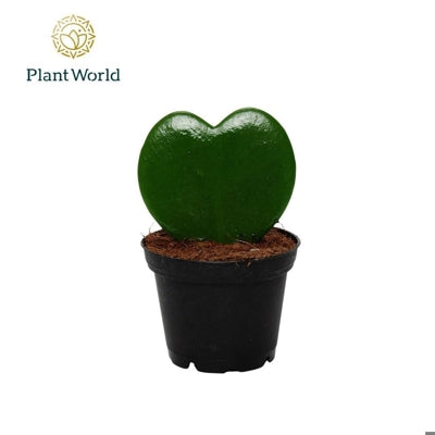 Planta naturala Hoya kerrii H13 cm PS7 cm in pamant