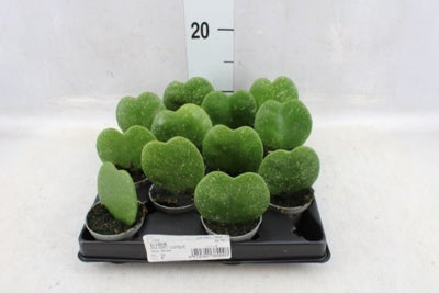 Planta naturala Hoya kerrii H15 cm PS6 cm in pamant