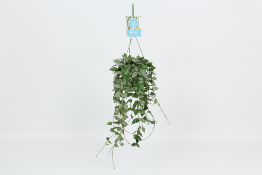 Planta naturala Hoya krohniana 'Eskimo' PS14/ in pamant