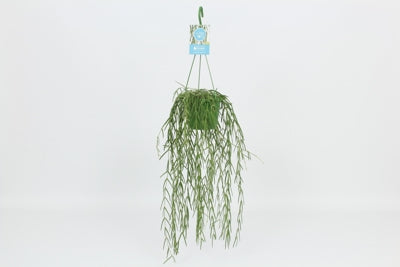 Planta naturala Hoya linearis H40 cm PS14 cm in pamant