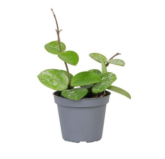 Planta naturala Hoya Mathilde Splash PS6/ in pamant