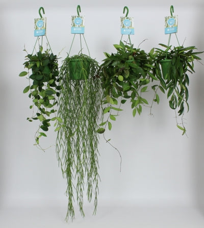 Planta naturala Hoya mixed H40 cm PS14 cm in pamant