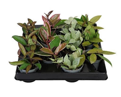 Planta naturala Hoya mixed H5 cm PS6 cm in pamant