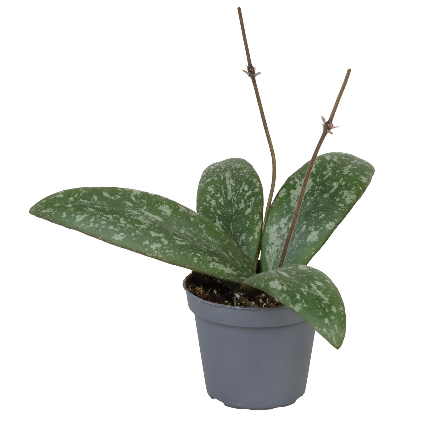 Planta naturala Hoya Sigillatis PS6/ in pamant