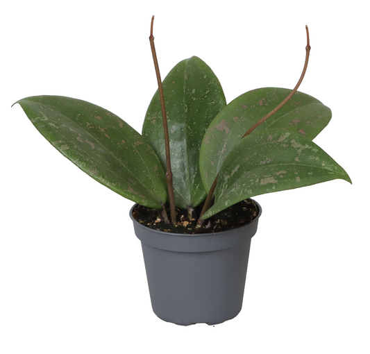 Planta naturala Hoya Wibergiae PS6/ in pamant