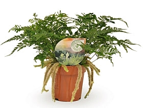 Planta naturala Humata griffithiana var. tyermannii H30 cm PS12 cm in pamant