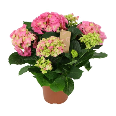 Planta naturala Hydrangea macr. Early Rosa H40 cm PS14 cm in pamant