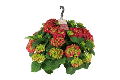 Planta naturala Hydrangea macr. Hi Fire H45 cm PS27 cm in pamant