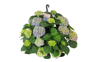 Planta naturala Hydrangea macr. Hi River H40 cm PS27 cm in pamant