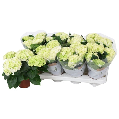Planta naturala Hydrangea macr. Hi White Sun H22 cm PS10 cm in pamant