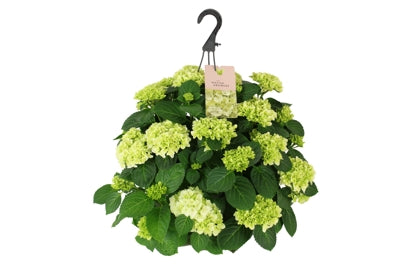 Planta naturala Hydrangea macr. Hi White Sun H40 cm PS27 cm in pamant