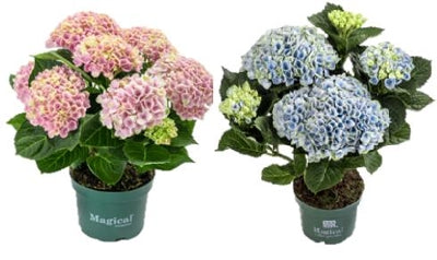 Planta naturala Hydrangea macr. Magical Revolution H25 cm PS10.5 cm in pamant